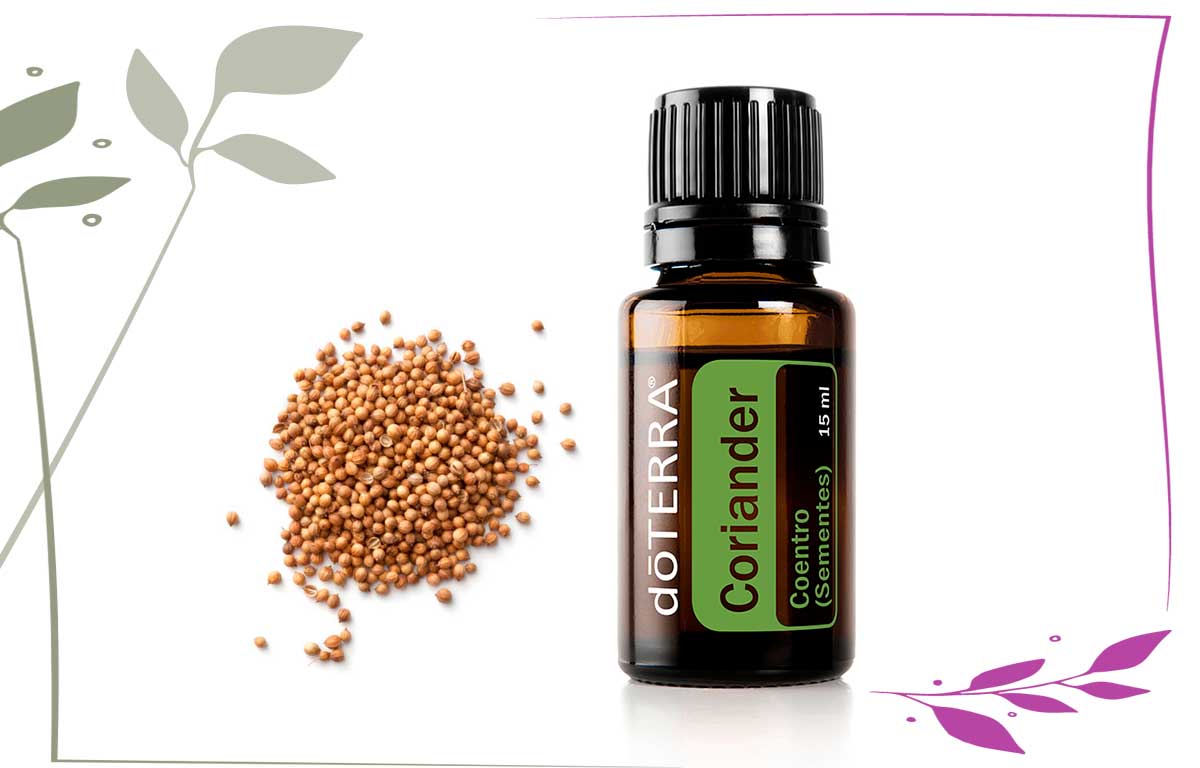Coriander - DaCidadeShop
