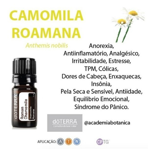 Roman Chamomile Óleo Essencial - DaCidadeShop