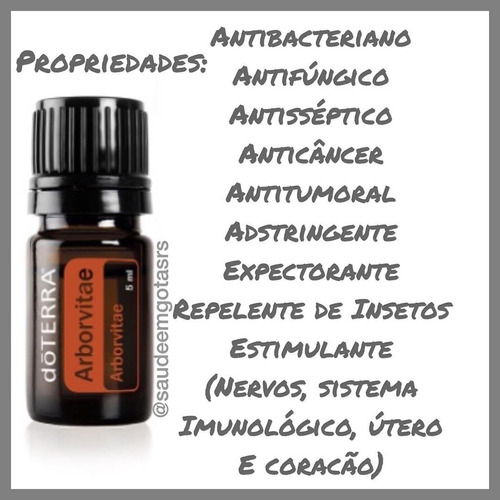 Arborvitae - DaCidadeShop