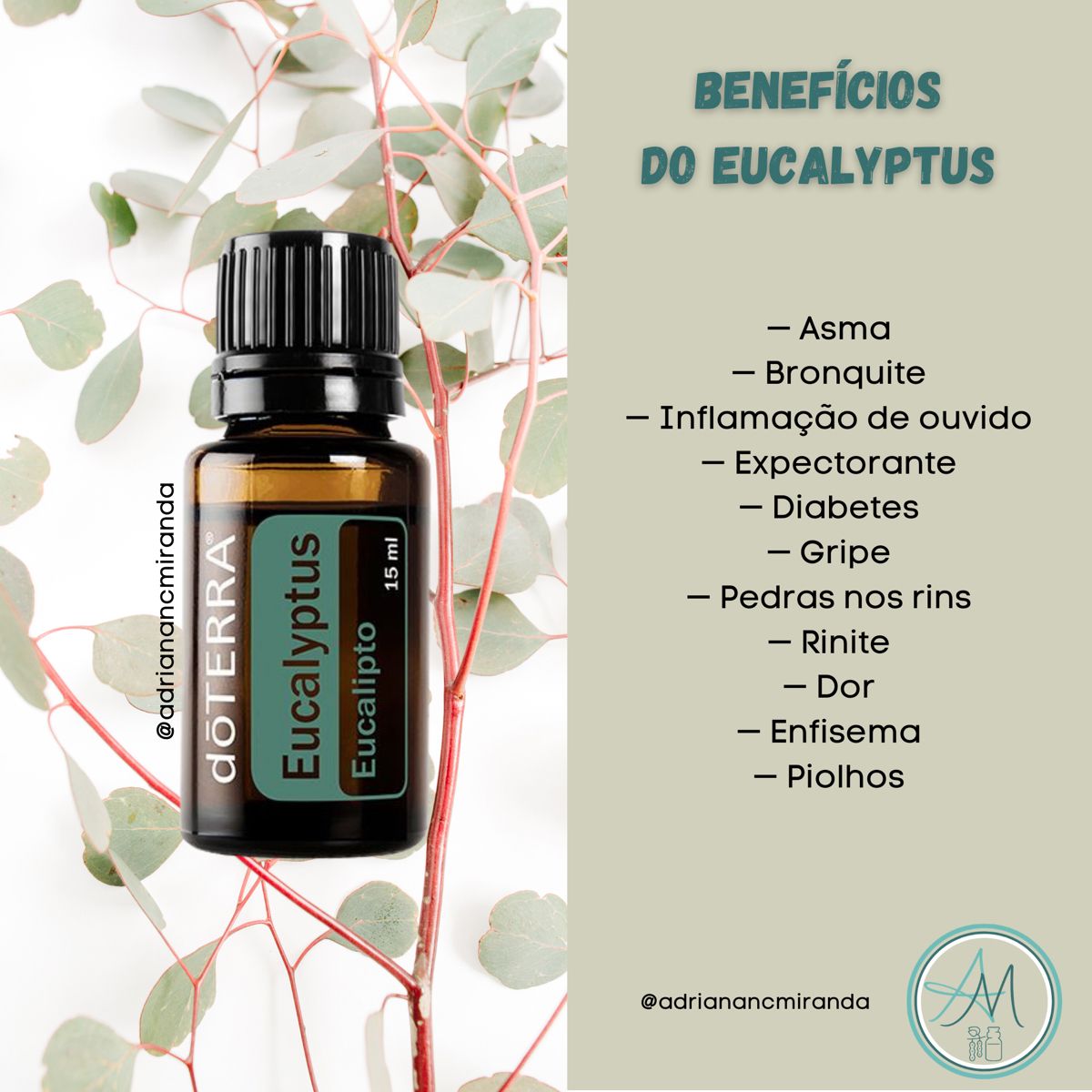 Eucalyptus - DaCidadeShop